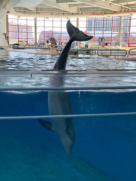 Dolphin at Baltimore Aquarium