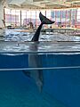 Dolphin at Baltimore Aquarium