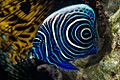 Emperor Angelfish, juvenile - Pomacanthus imperator