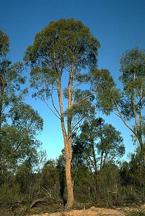 Eucalyptus apothalassica habit (cropped).jpg