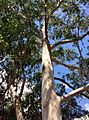 Eucalyptus brookeriana - upper branch bark