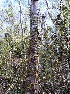 Eucalyptus imlayensis with creeper.JPG