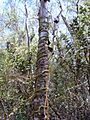 Eucalyptus imlayensis with creeper