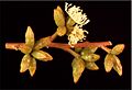 Eucalyptus kondininensis buds