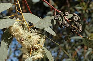 Eucalyptus lesouefii fruit