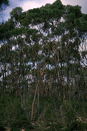 Eucalyptus newbeyi.jpg