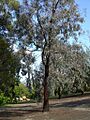 Eucalyptus sideroxylon1