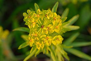 Euphorbia esula - kibe piimalill.jpg