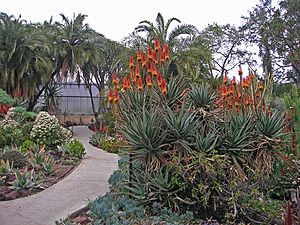 Flowering Aloe in the desert garden.jpg
