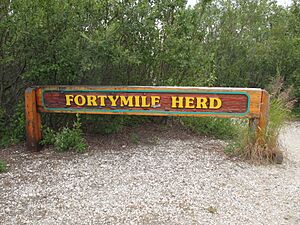 Forty-Mile-Herd