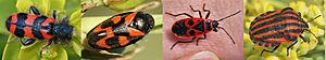 Four Insects coloured aposematic red black