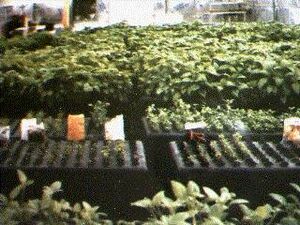 GTI-Aeroponic Growing System-1985