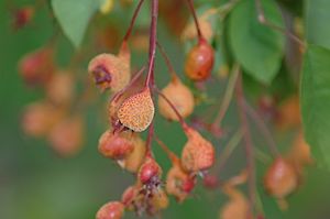 "Gymnosporangium libocedri" on serviceberry fruits