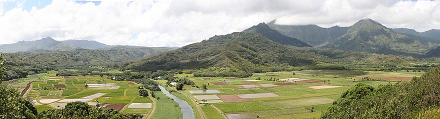A view of the Hanalei Valley in Northern Kauaʻi. The Hanalei River runs through the valley and 60% of Hawaiʻi's taro is grown in its fields.