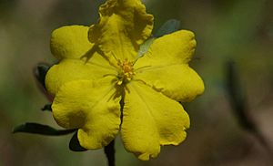 Hibbertia obtusifolia flower 1