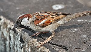 House Sparrow (Passer domesticus)- Male in Kolkata I IMG 5904