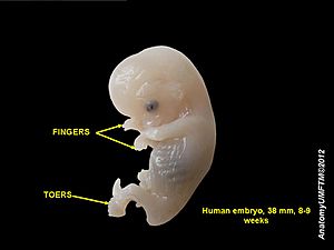 Human embryo 2