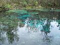 Ichetucknee Springs SP north springs02