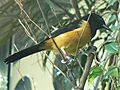 Icterus oberi