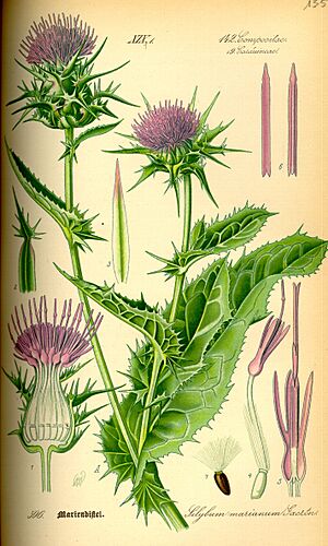 Illustration Silybum marianum0