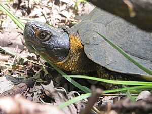 Iowaherps-glyptemys insculpta