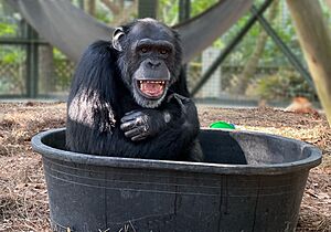 Jonah the chimpanzee at the Center for Great Apes