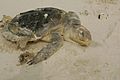 Kemp ridley sea turtle endangered species washes up on the beach