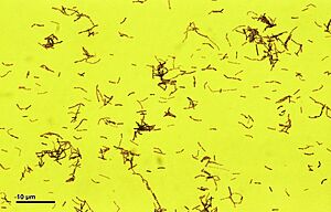 Lactobacillus acidophilus (259 08) Lactobacillus acidophilus (Döderlein bacillus)