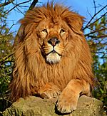 Lion d'Afrique.jpg