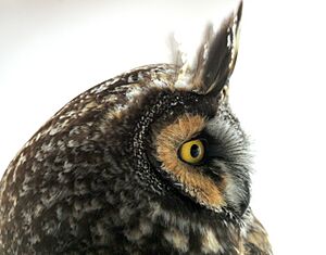 Long-Eared Owl on Seedskadee NWR (24684373661)