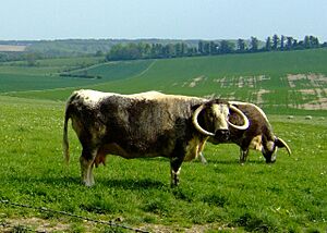 Longhorn cows, Cherry Lodge Farm - geograph.org.uk - 797591