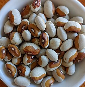 Maine Yellow Eye beans