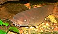 Malapterurus electricus 1