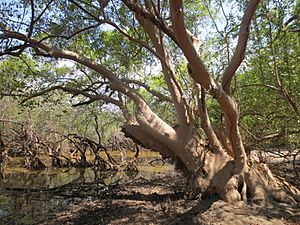 Mature mangrove tree (Avicennia marina) at edge of Lake Be Malae.jpg