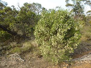Melaleuca viminea (habit)
