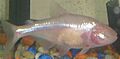 Mexican Tetra as Blind Cave Fish