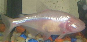 Mexican Tetra as Blind Cave Fish