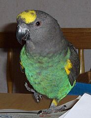 Meyers Parrot (Poicephalus meyeri) pet on table