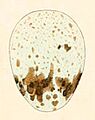 Mimus saturninus egg 1847