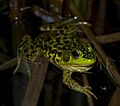 Mink Frog at night