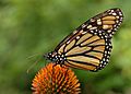 Monarch Butterfly Danaus plexippus on Echinacea purpurea 2800px