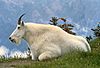 Mountain Goat USFWS.jpg