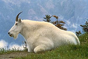 Mountain Goat USFWS