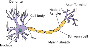 Neuron Facts for Kids