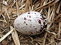 Onychoprion fuscatus -Phillip Island, Norfolk Island group, Australia -egg-8