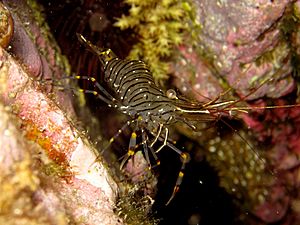 Palaemon elegans, costa brava.jpg