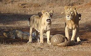 Pangolin defending itself from lions (Gir Forest, Gujarat, India)