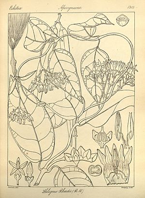 Parsonsia alboflavescens 130395.jpg