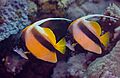 Peces estandarte del mar Rojo (Heniochus intermedius), mar Rojo, Egipto, 2023-04-16, DD 43