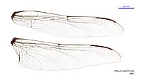 Petalura ingentissima male wings (34888496542)
